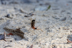 Leptomyrmex nigriventris