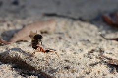 Leptomyrmex nigriventris