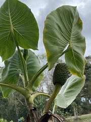 Montrichardia linifera