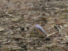 Lepidocyrtus cyaneus