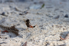 Leptomyrmex nigriventris