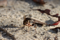 Leptomyrmex nigriventris