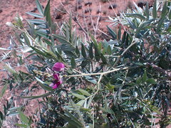 Mundulea sericea