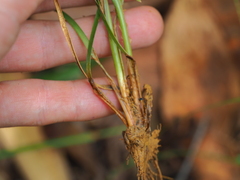 Fimbristylis dichotoma
