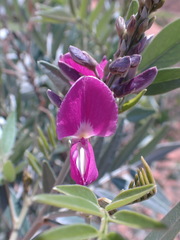 Mundulea sericea