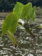 Montrichardia linifera
