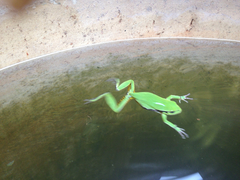 Hyla euphorbiacea