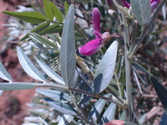 Mundulea sericea