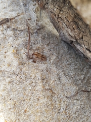 Eurynebria complanata