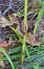 Lasioptera solidaginis