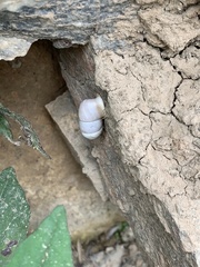 Pupinidius