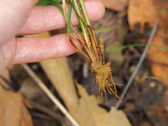 Fimbristylis dichotoma