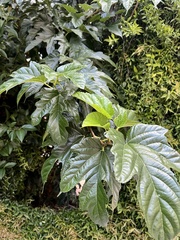 Morus indica