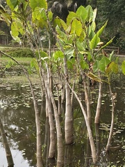 Montrichardia linifera