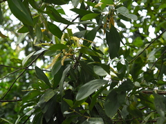 Acacia auriculiformis
