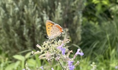 Lycaena