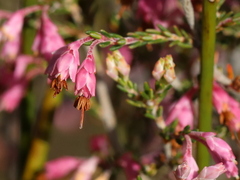 Erica placentiflora