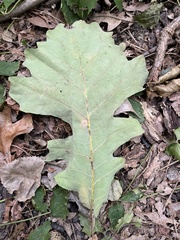 Quercus macrocarpa
