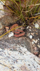 Adromischus maculatus