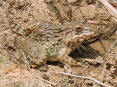 Hoplobatrachus crassus