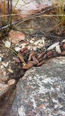 Adromischus maculatus