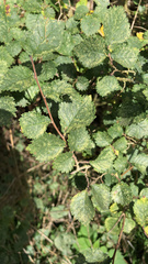 Ulmus minor