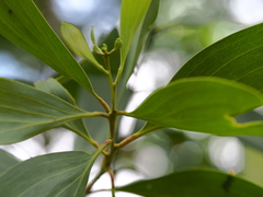 Acacia auriculiformis