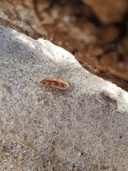 Eurynebria complanata