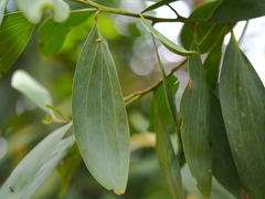 Acacia auriculiformis