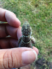Sceloporus aureolus