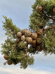 Cupressus sempervirens