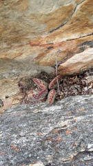 Adromischus maculatus