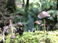 Coprinopsis atramentaria