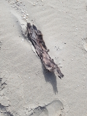 Eurynebria complanata