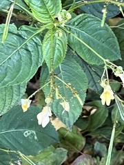 Impatiens parviflora