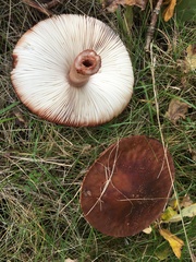 Amanita rubescens