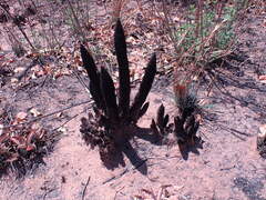 Xerophyta retinervis