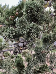 Cupressus sempervirens