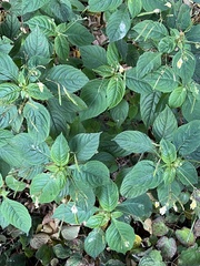 Impatiens parviflora