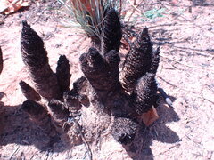 Xerophyta retinervis