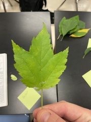 Acer