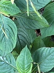 Impatiens parviflora