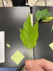 Acer