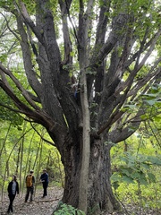 Quercus macrocarpa