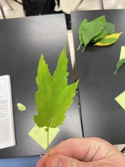 Acer