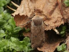 Conistra erythrocephala