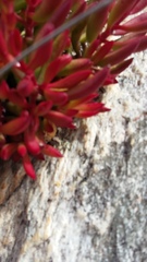 Crassula atropurpurea