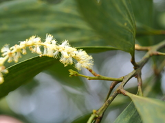 Acacia auriculiformis