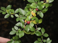 Cotoneaster divaricatus