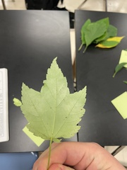 Acer